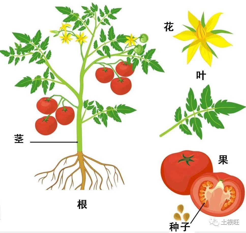 种植圣女果全部过程视频_如何种植圣女果苗_圣女果种植技术