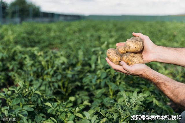 菜瓜高效种植技术_菜瓜的种植与管理视频_菜瓜种植方法