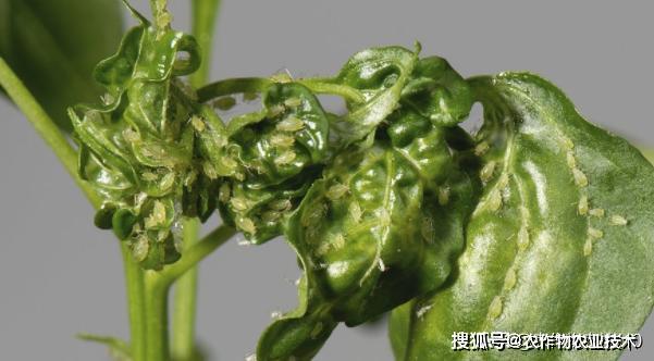 菜瓜种植方法_菜瓜高效种植技术_菜瓜的种植与管理视频