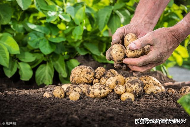 菜瓜高效种植技术_菜瓜的种植与管理视频_菜瓜种植方法