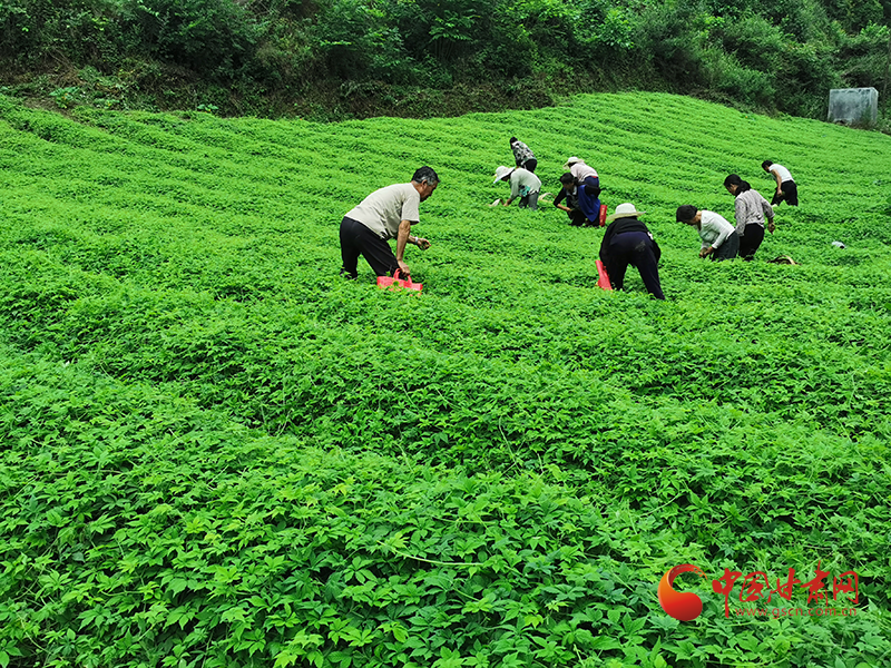 康县：种植绞股蓝 铺就“致富路”