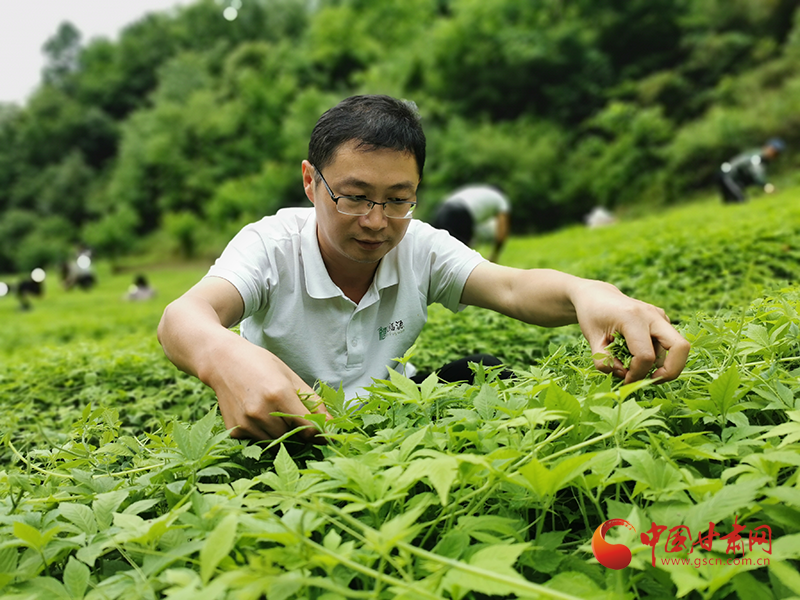 致富经绞股蓝种植视频_绞股蓝种植效益_绞股蓝种植致富