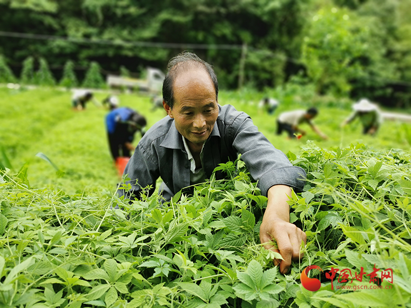 绞股蓝种植效益_绞股蓝种植致富_致富经绞股蓝种植视频