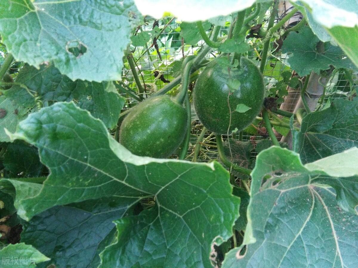 冬瓜种植花技术与管理_花冬瓜怎么种植技术_冬瓜种植花技术要点