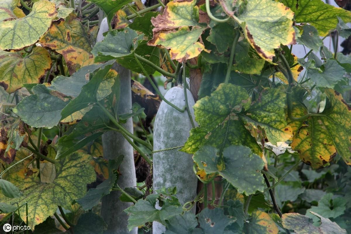 露天种植冬瓜有讲究，掌握6个栽培技巧，保你来年大丰收