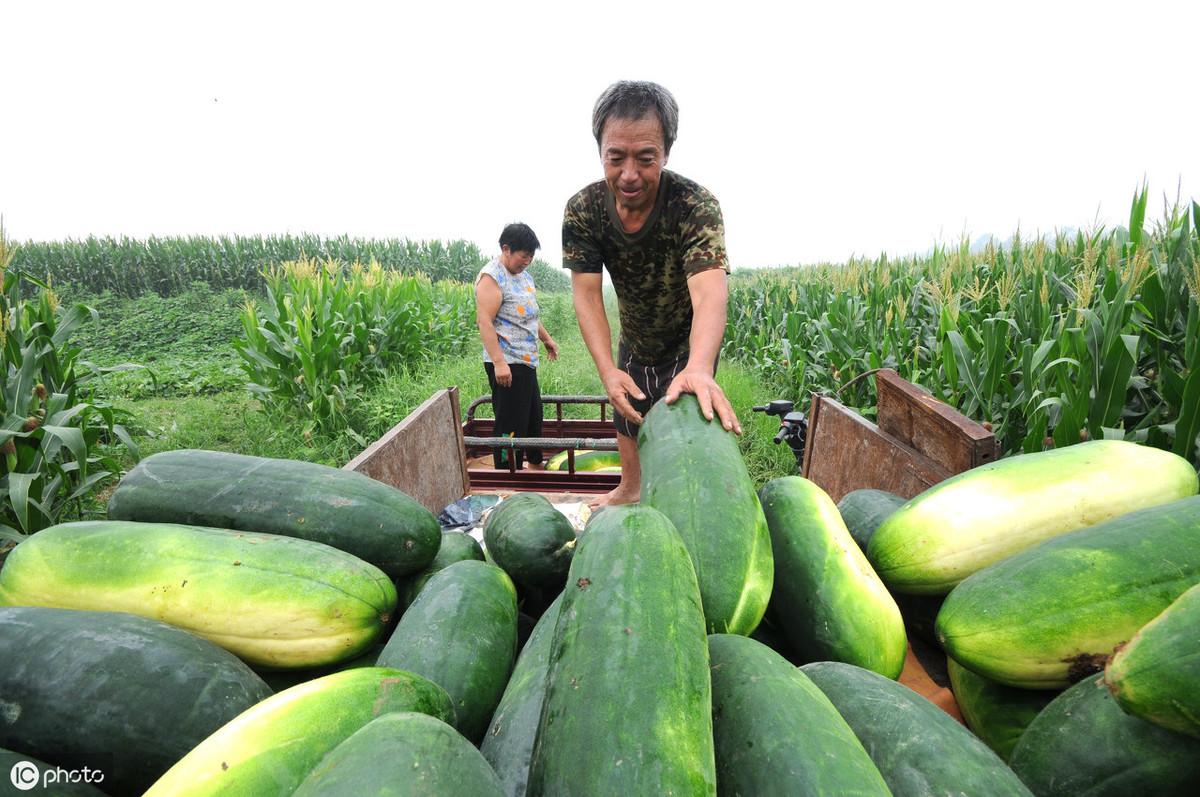 冬瓜种植技术与管理_花冬瓜怎么种植技术_冬瓜种植花技术要点