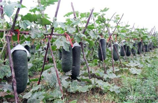 冬瓜种植花技术要点_冬瓜栽种方法_花冬瓜怎么种植技术