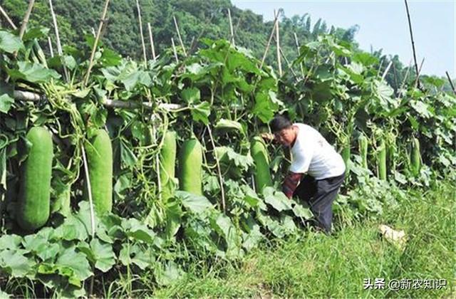 冬瓜种植花技术要点_花冬瓜怎么种植技术_冬瓜栽种方法