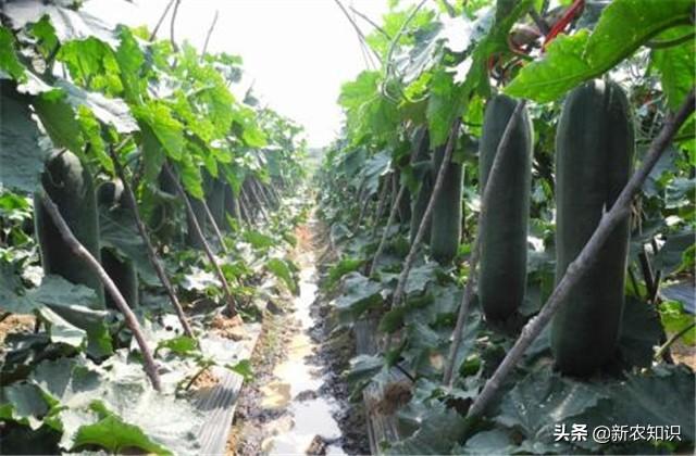 冬瓜种植花技术要点_冬瓜栽种方法_花冬瓜怎么种植技术