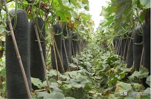 花冬瓜怎么种植技术_冬瓜栽种方法_冬瓜种植花技术要点