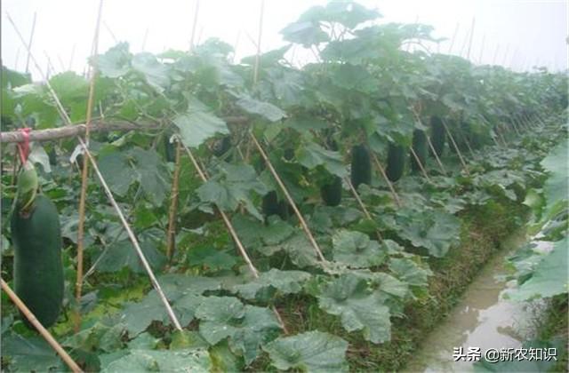 花冬瓜怎么种植技术_冬瓜栽种方法_冬瓜种植花技术要点