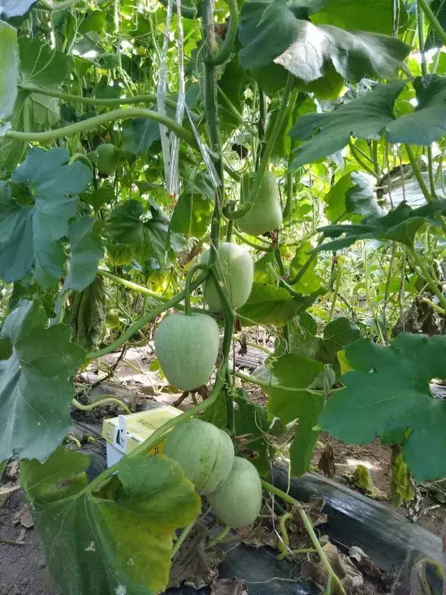 冬瓜种植技术与管理_冬瓜种植花技术与管理_花冬瓜怎么种植技术