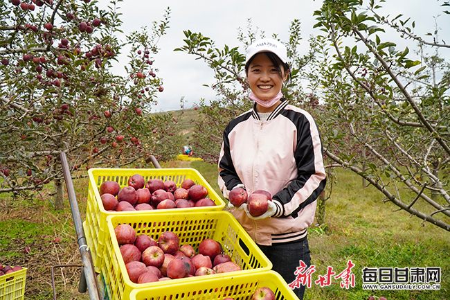 小苹果绿植如何种植_小苹果种植致富_致富种植小苹果图片