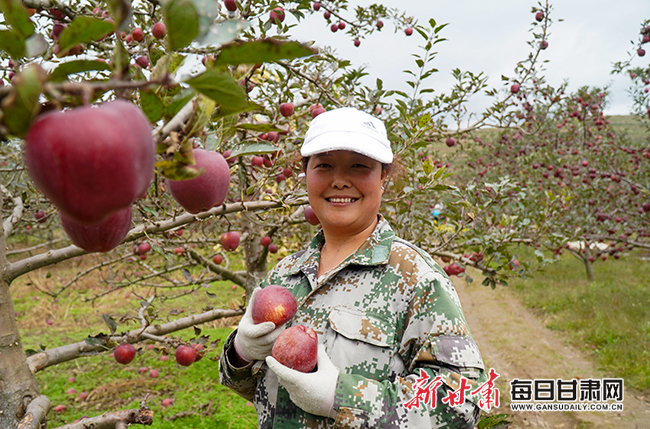 致富种植小苹果图片_小苹果种植致富_小苹果绿植如何种植