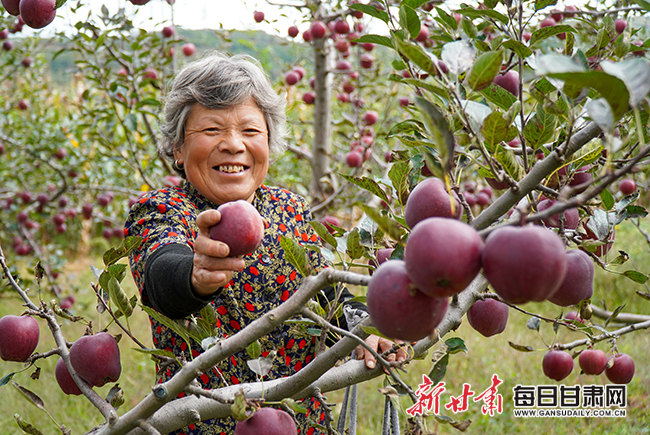 小苹果种植致富_小苹果绿植如何种植_致富种植小苹果图片