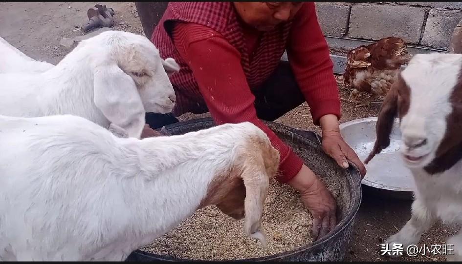 养殖绵羊的利润_绵羊养殖致富项目_绵羊养殖厂