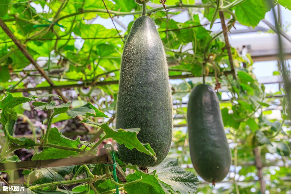 花冬瓜怎么种植技术_冬瓜种植花技术要点_冬瓜种植花技术视频