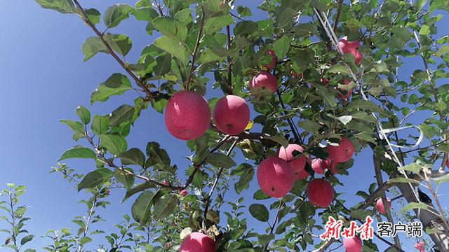 泾川县：小苹果成就致富大产业