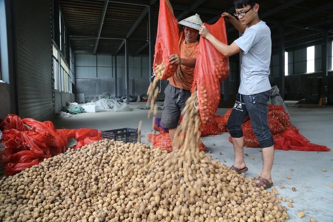 致富甘蔗种植青皮怎么样_青皮甘蔗种苗_青皮甘蔗种植致富