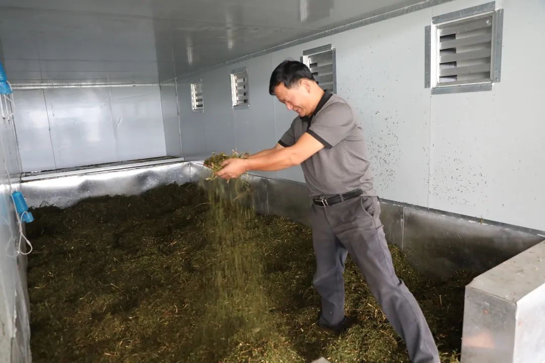 青皮甘蔗种苗_致富甘蔗种植青皮怎么样_青皮甘蔗种植致富