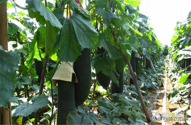 冬瓜种植花技术视频_花冬瓜怎么种植技术_冬瓜种植技术与管理