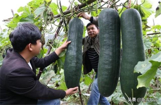 花冬瓜怎么种植技术_冬瓜种植花技术视频_冬瓜种植技术与管理