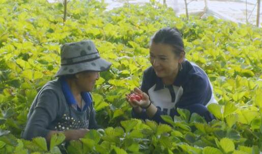 “大棚经济”实现农民的致富梦