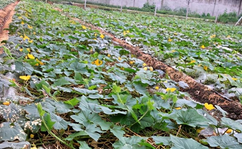 冬瓜种植花技术视频_花冬瓜怎么种植技术_冬瓜种植技术与管理