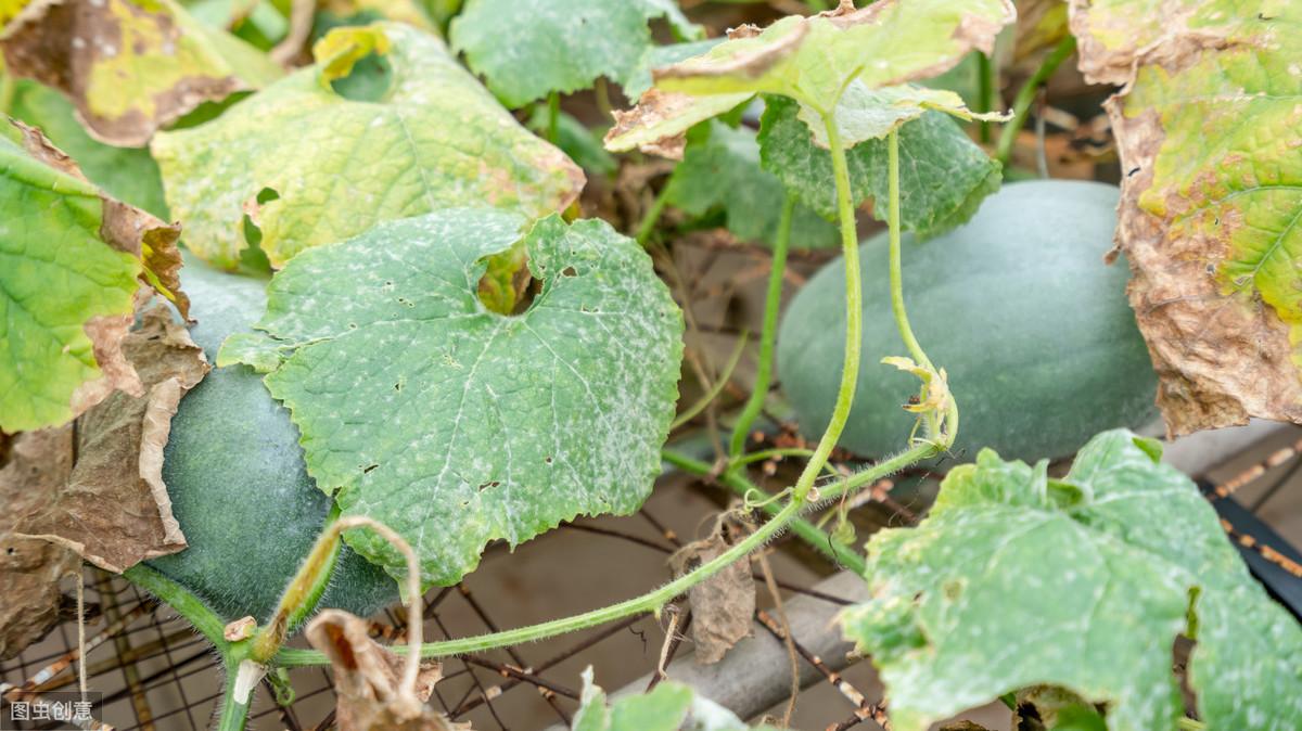 冬瓜种植技术与管理_冬瓜栽种方法_花冬瓜怎么种植技术