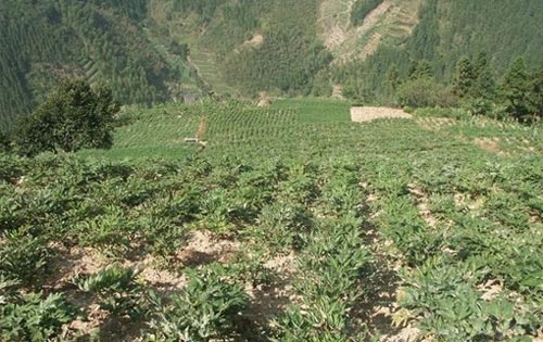 旱地防风种植技术及病虫害防治