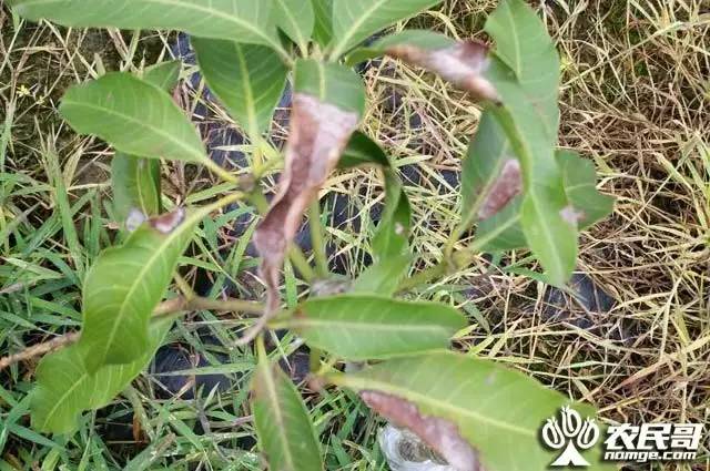 芒果种植的视频_芒果种植技术与管理视频_芒果种植视频技术