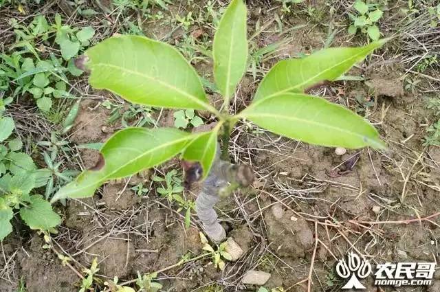 芒果种植的视频_芒果种植视频技术_芒果种植技术与管理视频