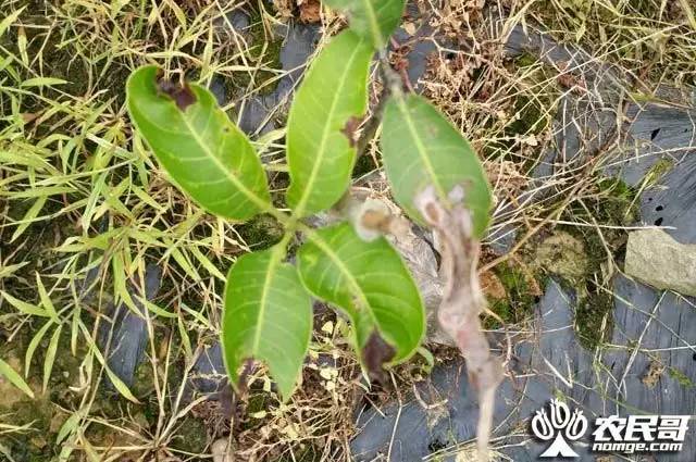 芒果种植技术与管理视频_芒果种植的视频_芒果种植视频技术