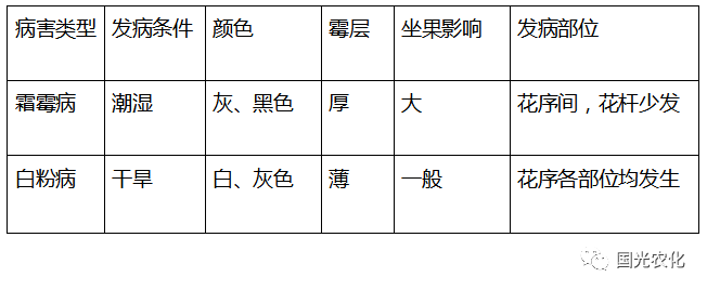 芒果种植的视频_芒果种植视频教程_芒果种植视频技术