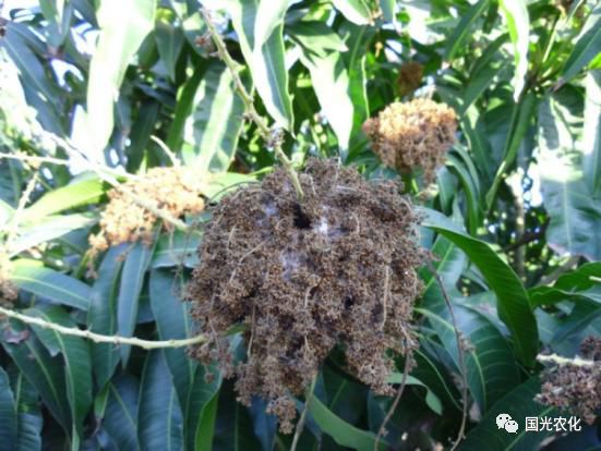 芒果种植的视频_芒果种植视频技术_芒果种植视频教程