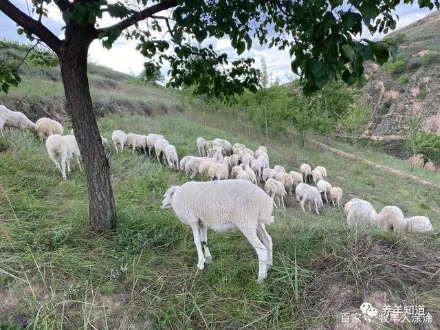 养寒羊的利润与成本_寒羊养羊知识必备大全_养殖寒羊的技术