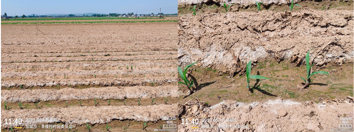 大棚秋土豆种植技术_大棚土豆的管理技术_大棚秋土豆种植时间