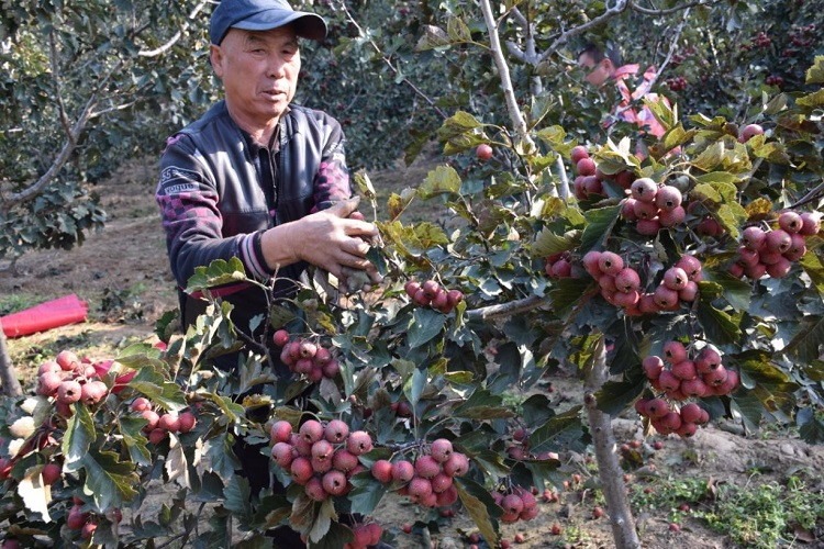 山楂红彤彤 农民笑盈盈！济宁曲阜市吴村镇山楂种植鼓起农民钱袋子