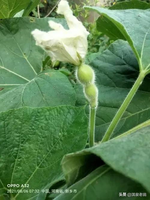 葫芦种植资料技术与管理_葫芦种植技术_葫芦种植技术资料