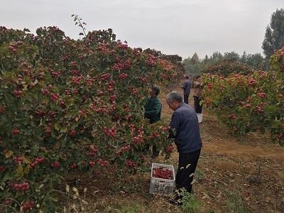 青州：遍野都是“致富果”