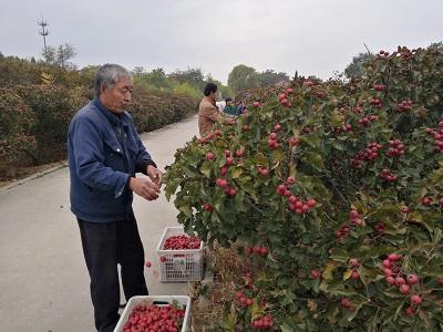 青州种植致富_青州种菜多吗_青州蔬菜种植基地在哪