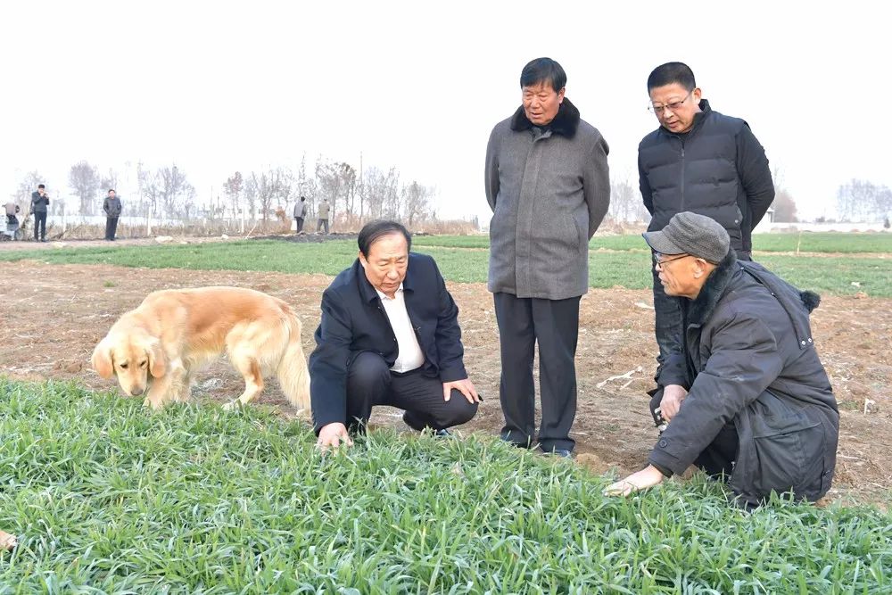 莱西种植葡萄致富_青岛莱西葡萄合作社_莱西哪个地方种葡萄的多