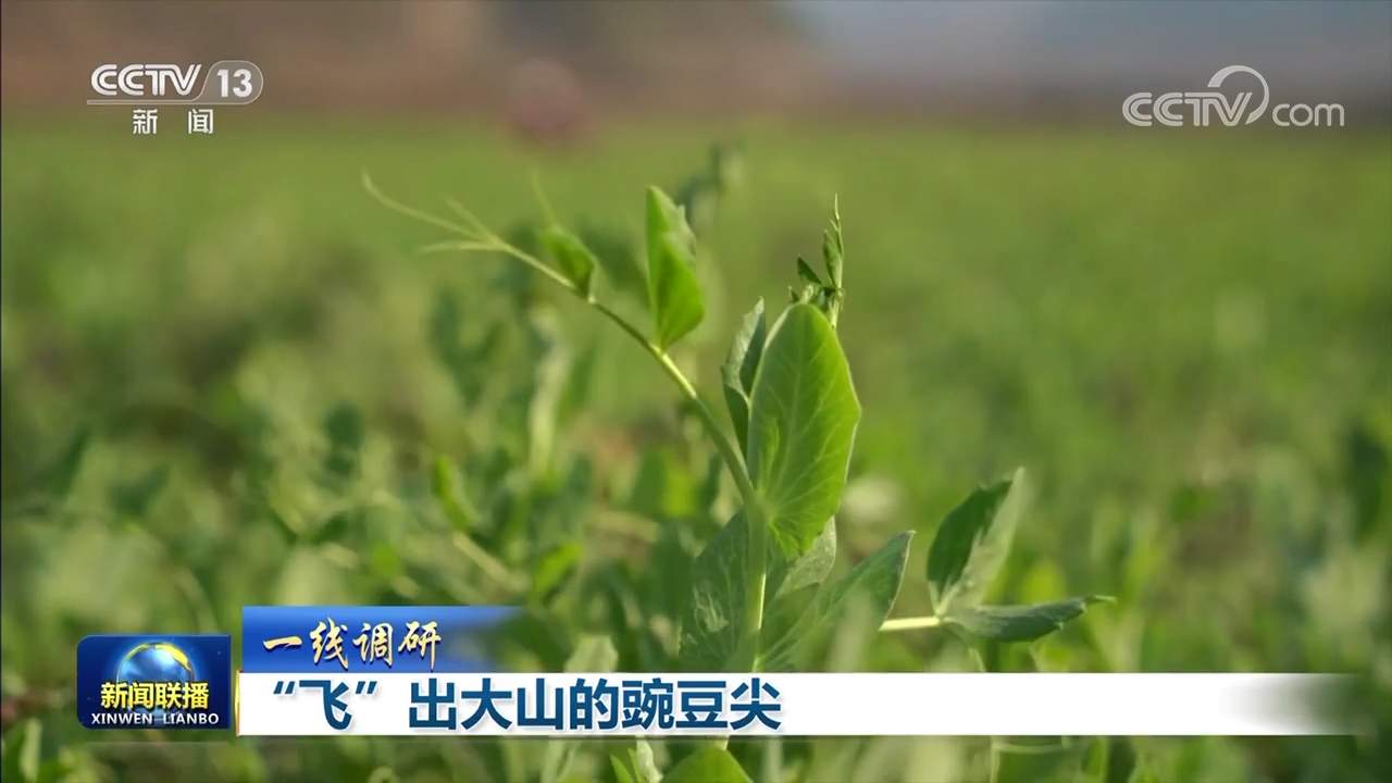 【一线调研】“飞”出大山的豌豆尖