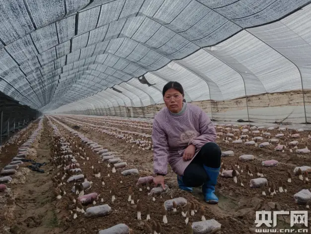 羊肚菌种植专家_羊肚菌种植加盟_致富经吴桐羊肚菌种植