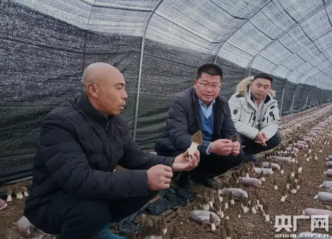 致富经吴桐羊肚菌种植_羊肚菌种植加盟_羊肚菌种植专家