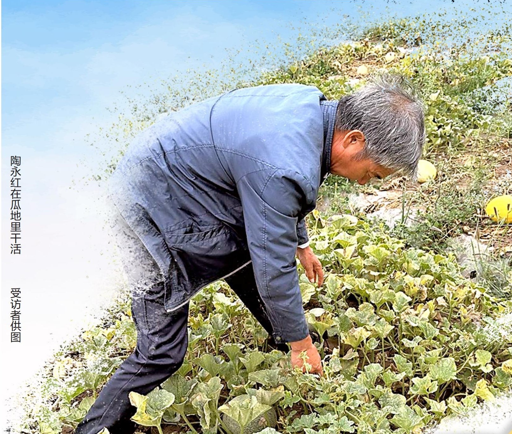 返乡种植药材致富_农村种植药材致富项目_致富药材返乡种植方案