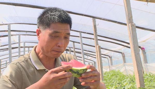 青州种植结构_青州种植致富_青州种植面积