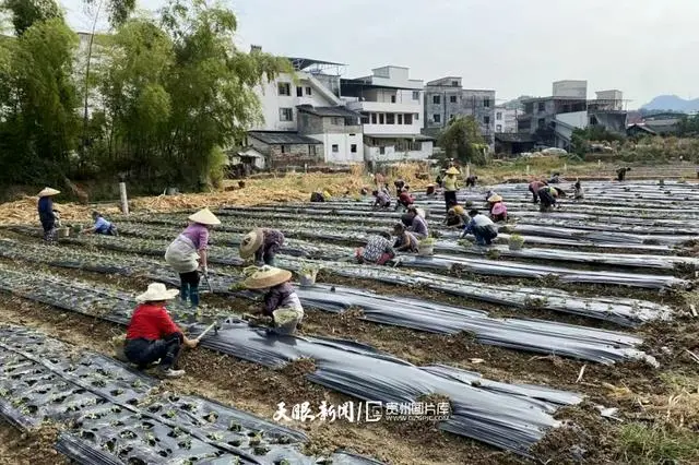 仙草种植致富_致富种植仙草视频_致富种植仙草图片