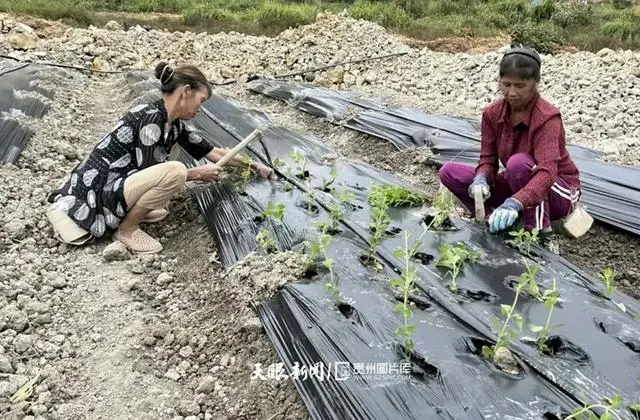 致富种植仙草视频_仙草种植致富_致富种植仙草图片