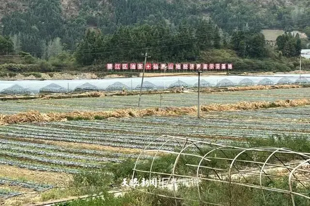 致富种植仙草图片_仙草种植致富_致富种植仙草视频